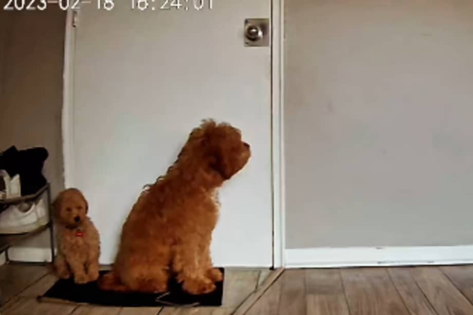 Al reconocer que se trata de su dueña, Charly reacciona con gran entusiasmo.