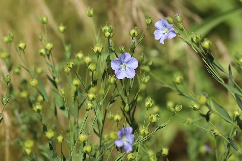 El Linum usitatissimum es una planta herbácea de la familia de las lináceas.