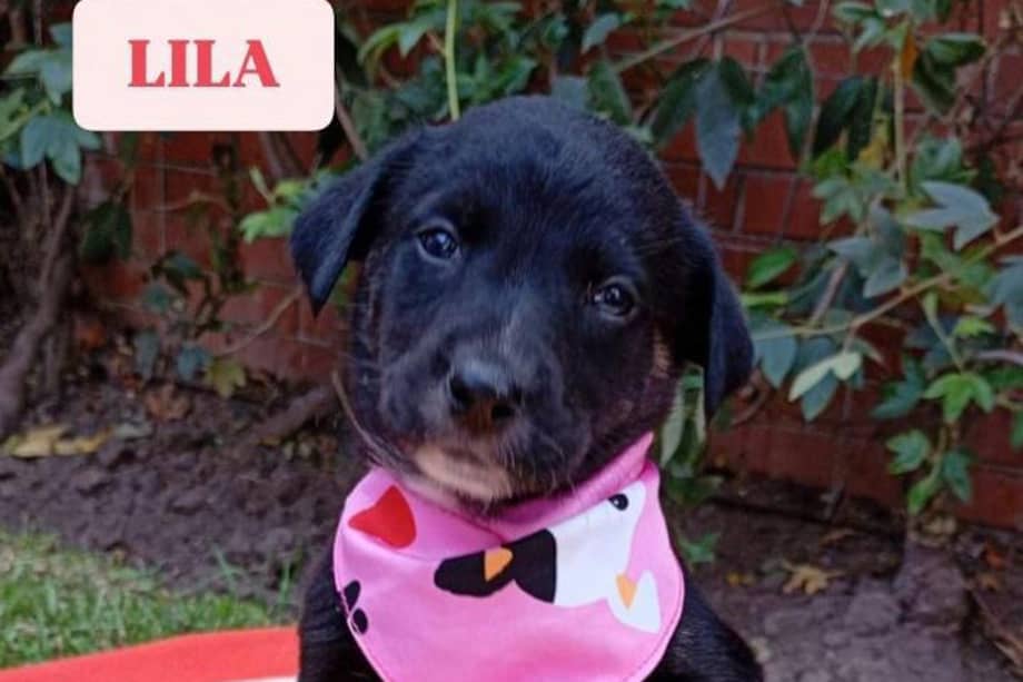 Las perritas de nombres Lila, Bruma y Anny serán de tamaño mediano a grande y se encuentran en buen estado de salud.