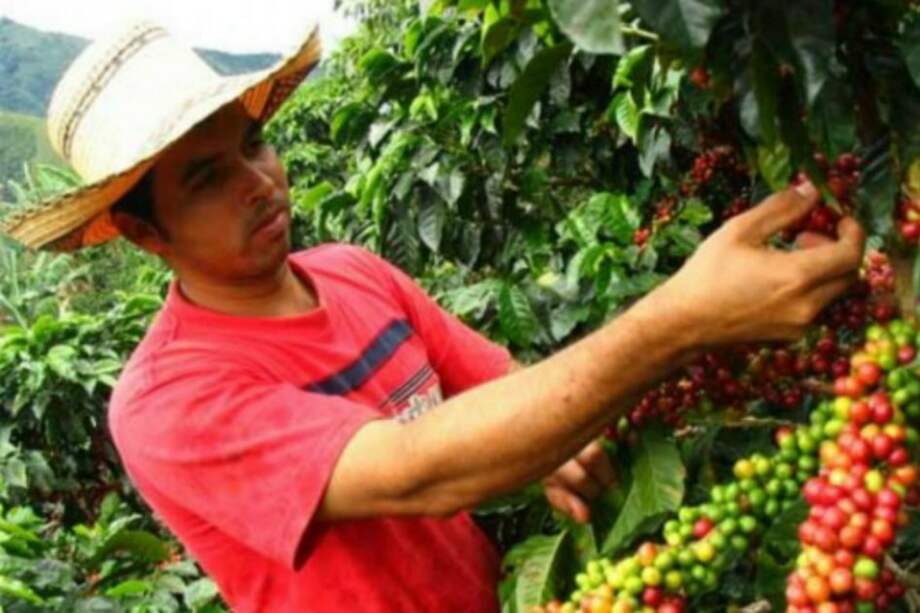 Gobierno eleva a $60.000 por carga, ayuda a cafeteros