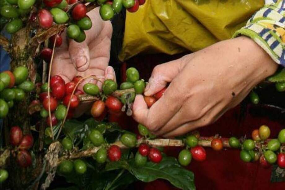 Colombia importó 39,1% menos café que el año anterior