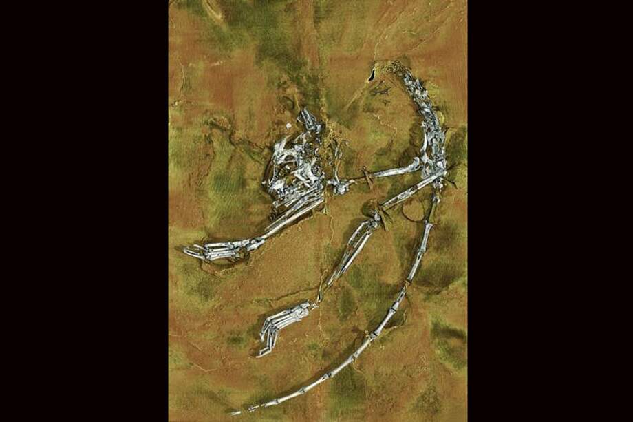 Fotografía facilitada por ESRF/P Tafforeau de la imagen en 3D del esqueleto del Archicebus achilles, el primate antecesor del hombre y los simios más antiguo conocido, que vivió en el periodo del Eoceno en China hace 55 millones de años. / EFE