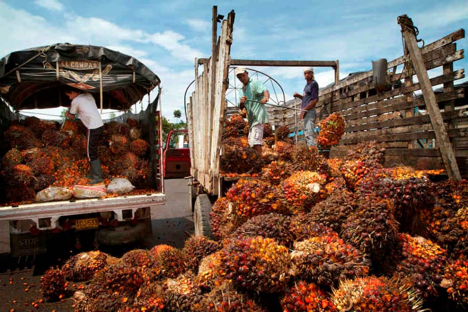 En 2011, en Colombia se produjeron alrededor de 4.500.000 toneladas del fruto de la palma. / Ronald de Hommel