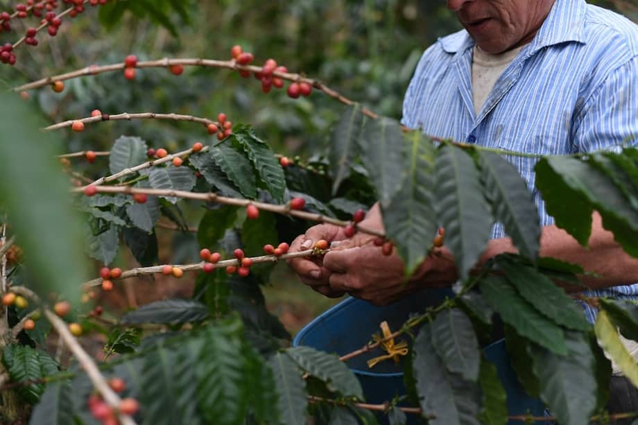 Más de 560.000 familias se dedican al café en el país.