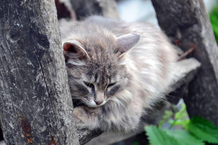Nunca pierdas la esperanza de encontrar a tu gato.