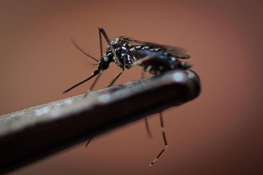 El "Aedes aegypti" es el transmisor del virus que causa el chikungunya.