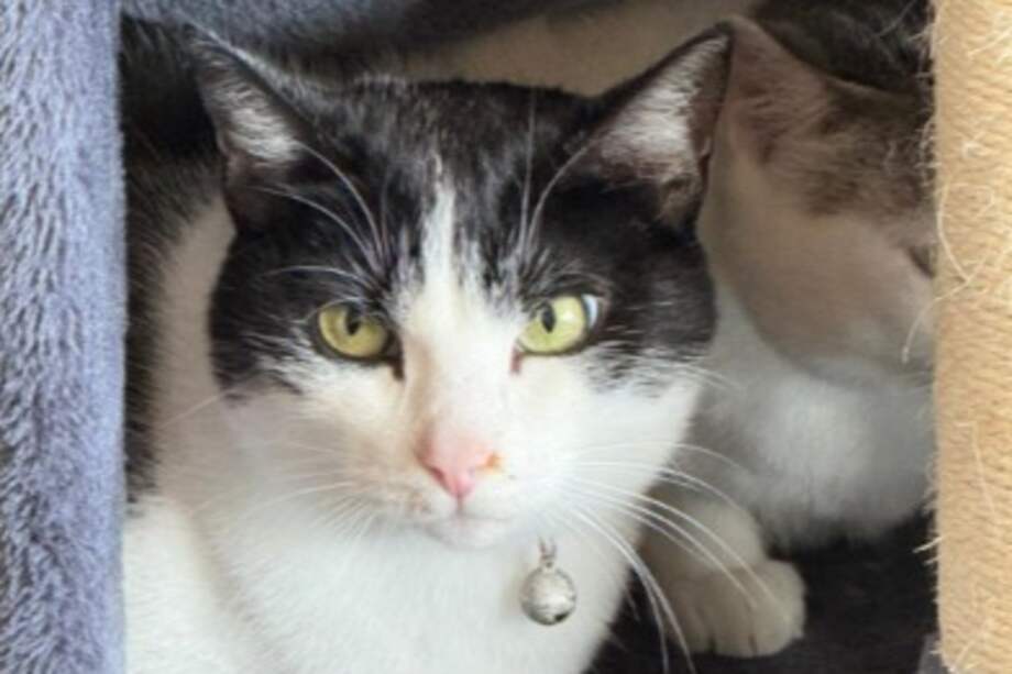 Crystal es una gata blanco con negro, muy tímida y nerviosa.