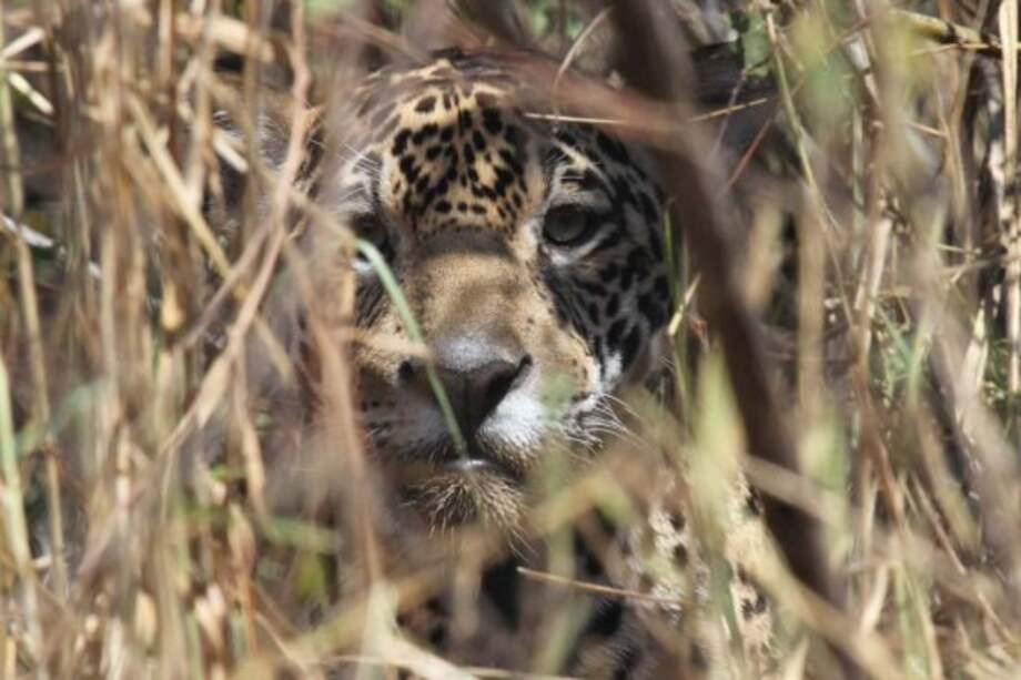 R. Hoogesteijn - Panthera