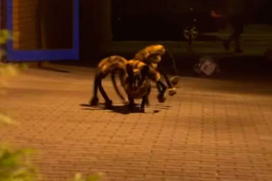 Broma del "perro araña" fue el video más compartido en YouTube en 2014