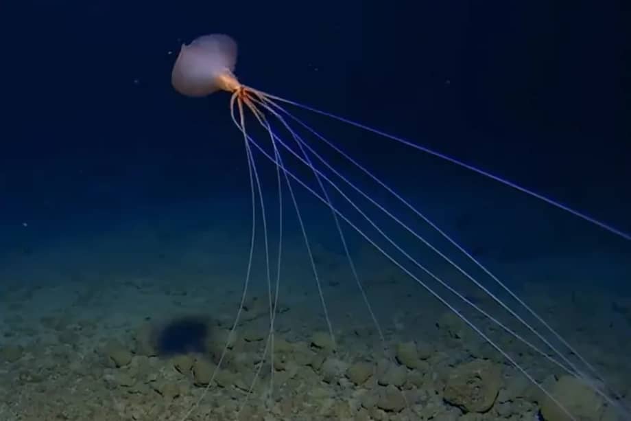 Las recientes imágenes capturadas por los científicos se tomaron a 3.300 metros bajo la superficie marina.