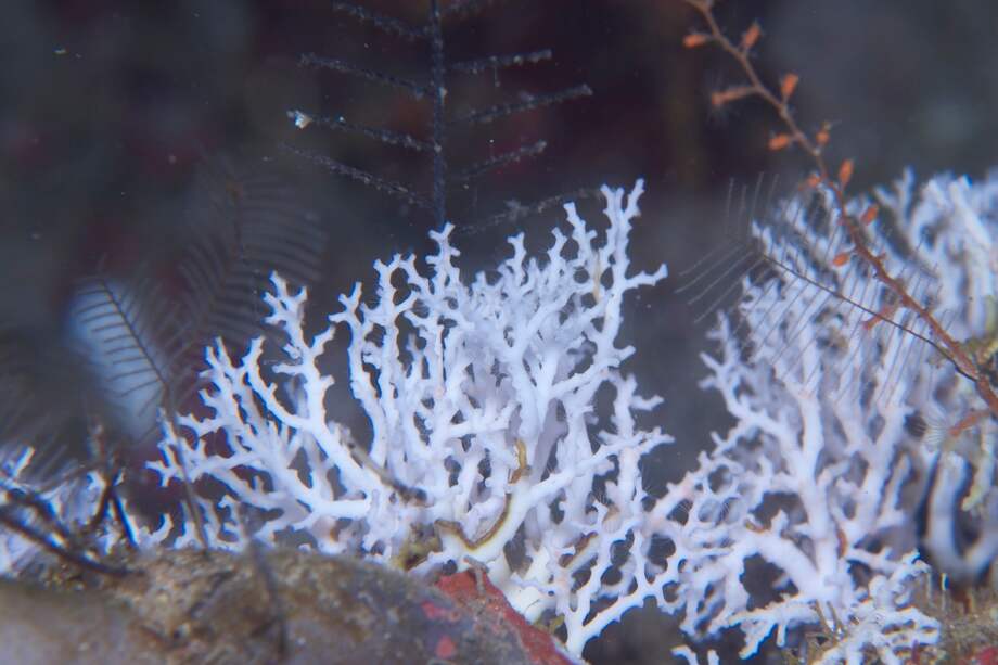 Entre las imágenes captadas está esta “Stylaster”. / Fotos: Juan Armando Sánchez