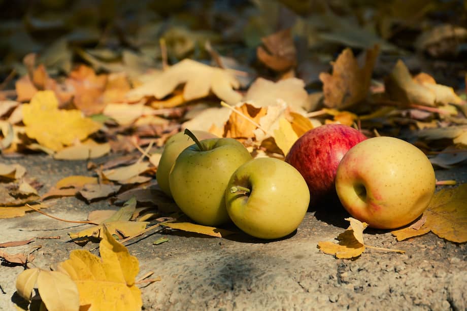 Observar hojas, ramas, raíces y frutos ayuda a distinguir una caída natural de una señal de estrés o enfermedad.