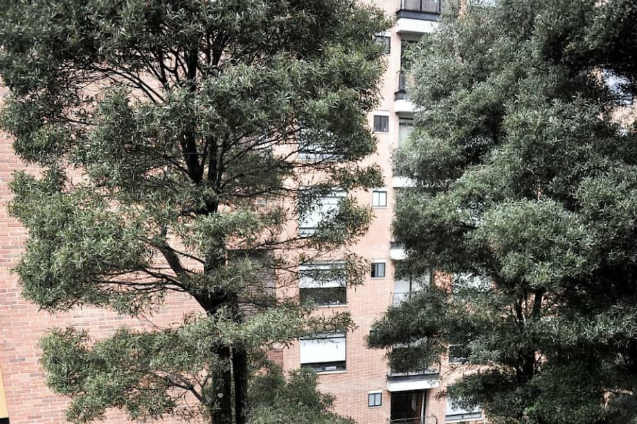 Buscan evitar tala de emblemáticos árboles del barrio La Cabrera