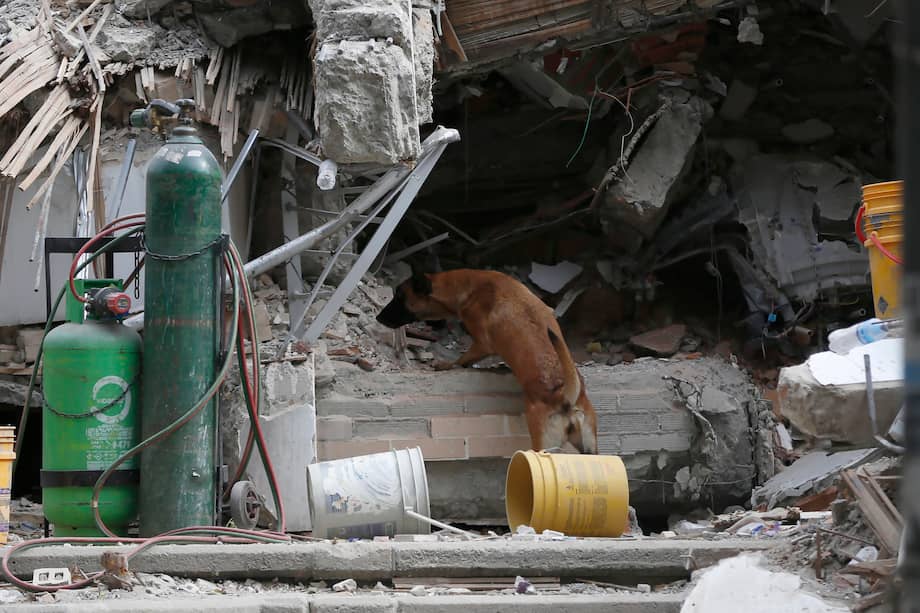 Ante esta contingencia, la forma más rápida de apoyar la reconstrucción y el sostenimiento de los animales es mediante donaciones económicas. EFE/ Ernesto Guzmán Jr