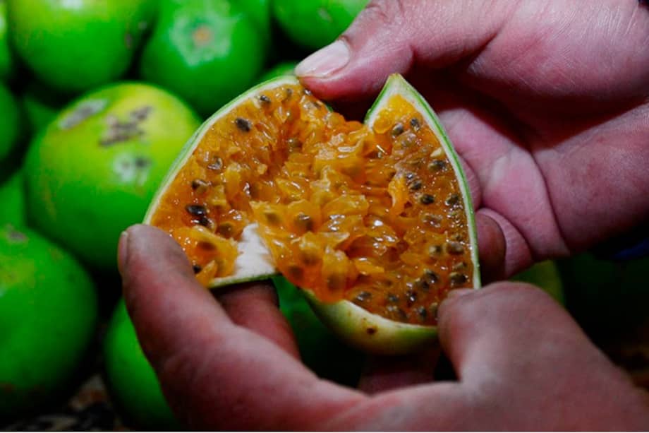 La curuba es una de las frutas más queridas de los Andes