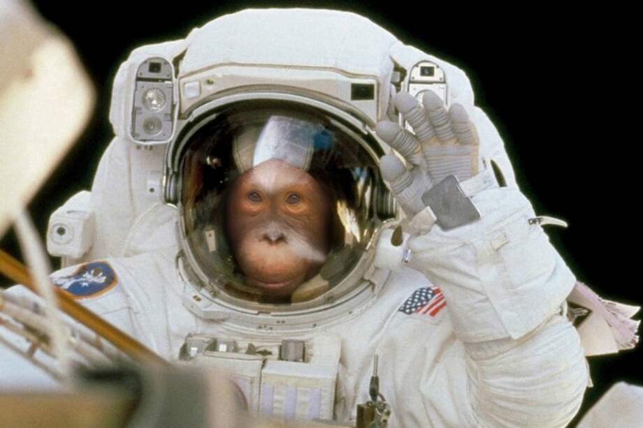 No sería la primera vez que los primates acompañan a los astronautas en misiones especiales. Perros y ratones también lo habían hecho. / Freakingnews.com