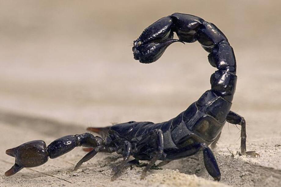 siete cosas que debes conocer de una mujer escorpio