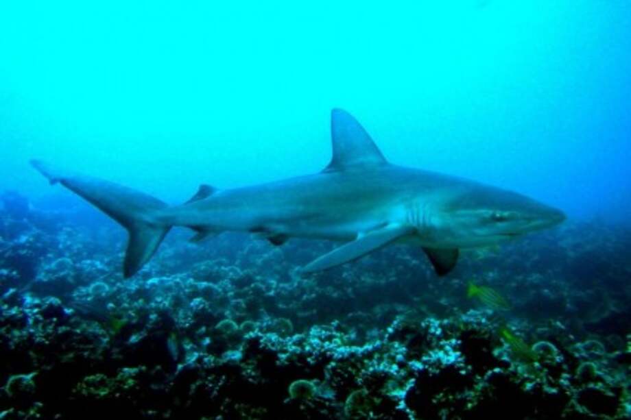 Shark Allies ha podido confirmar hasta ahora que 17 de las vacunas que se están desarrollando contra el COVID-19 usan coadyuvantes y cinco contienen escualeno de tiburón.