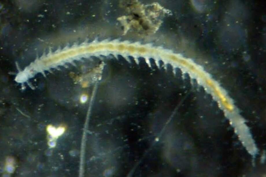 Parougia diapason. / Foto de Sergi Taboada, UB-IRBio