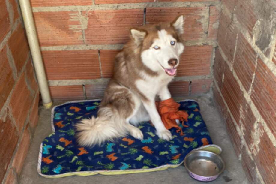 En cuatro operativos desarrollados en diferentes zonas de la ciudad, el Distrito rescató a cinco perros que estaban sufriendo por presunto maltrato animal y vivían bajo pésimas condiciones de bienestar.