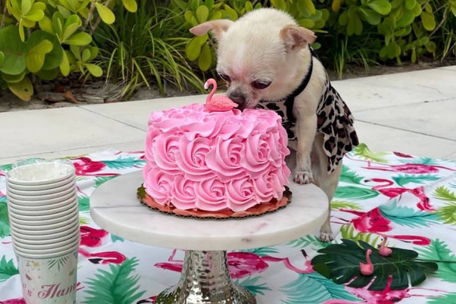Bubbles con su torta de cumpleaños