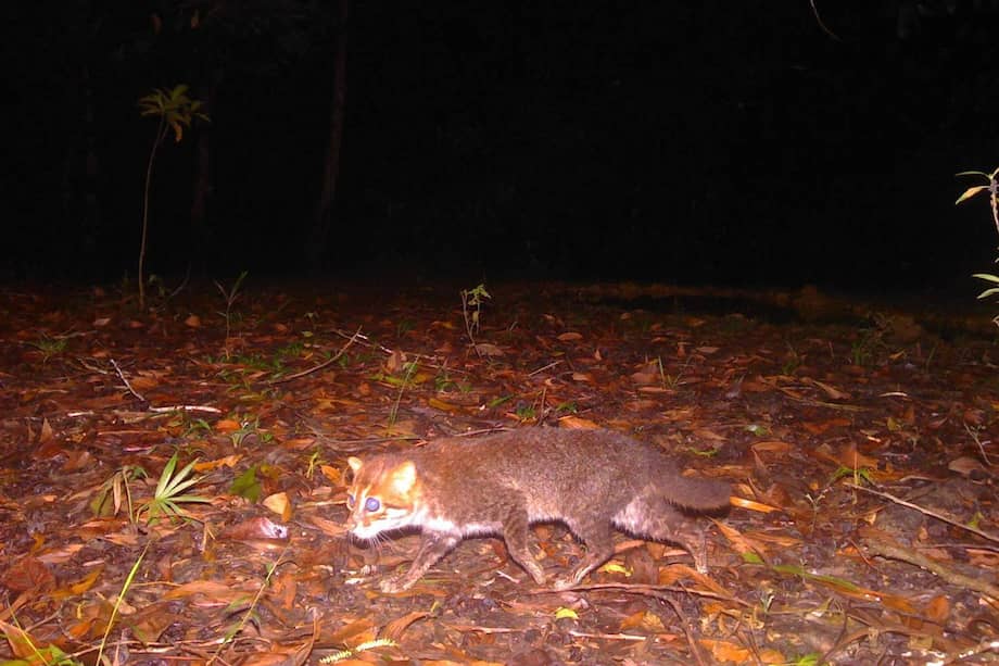 El gato de cabeza plana tiene una cabeza larga y estrecha, con una frente aplanada. Sus orejas son pequeñas y redondeadas y sus ojos “notablemente grandes y muy juntos”, según la UICN.