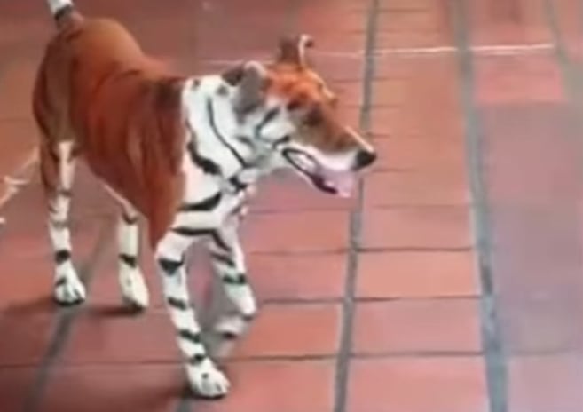 Denuncian que perro fue pintado como un tigre durantes las elecciones presidenciales