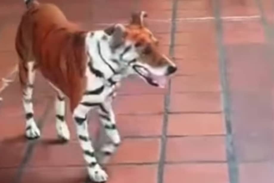 El caso fue difundido por el defensor de animales Andrés Preciado a través de sus redes sociales.