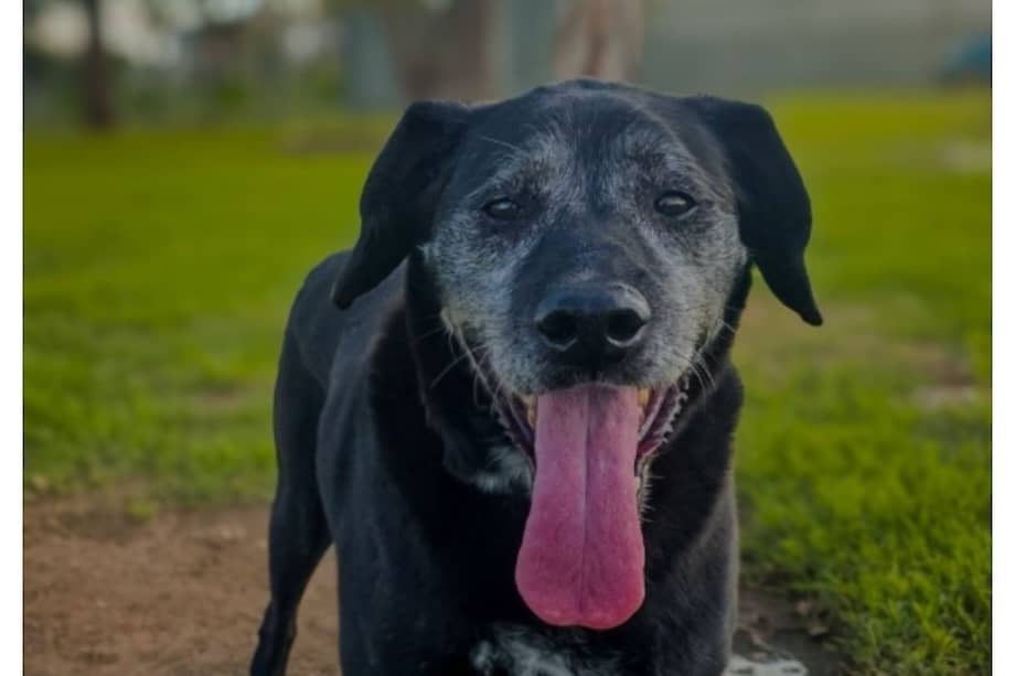 Borrás sueña con dejar el refugio y vivir por fin una vida rodeada de amor y compañía.
