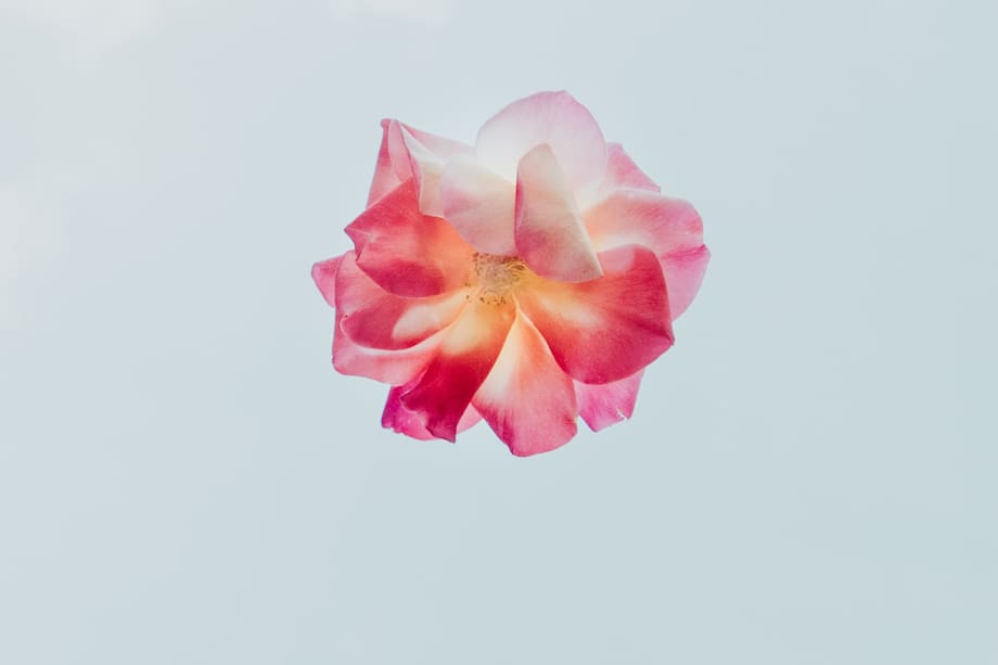 La marca emergente Dauphinette, cautivó a todo instagram con sus intervenciones.