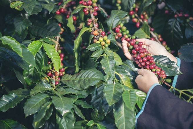 El café repunta en mayo y alivia un año en rojo para el sector cafetero colombiano