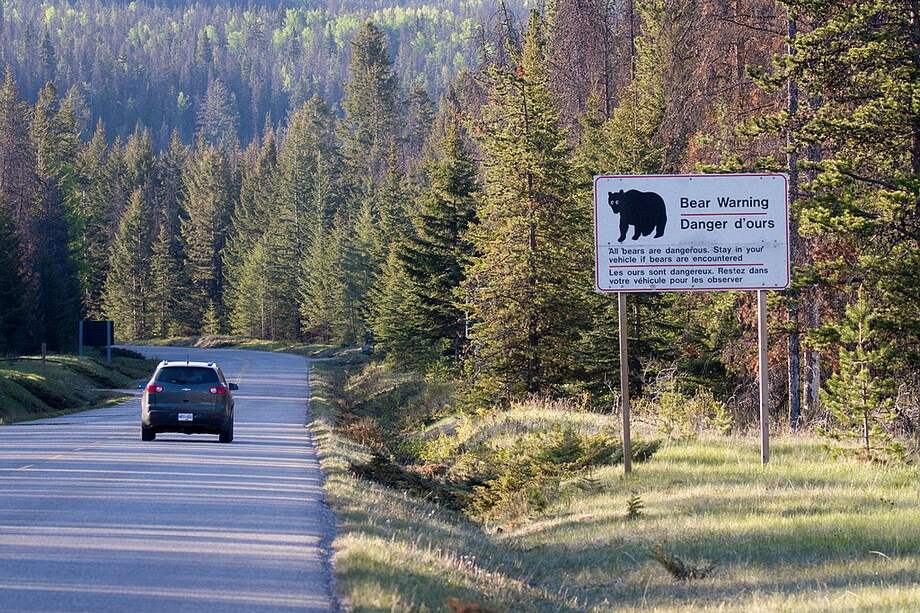Según las autoridades, los encuentros entre osos y humanos se están volviendo cada vez más frecuentes.