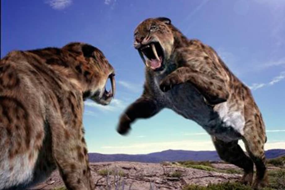 Desmienten teorías sobre desaparición del tigre dientes de sable