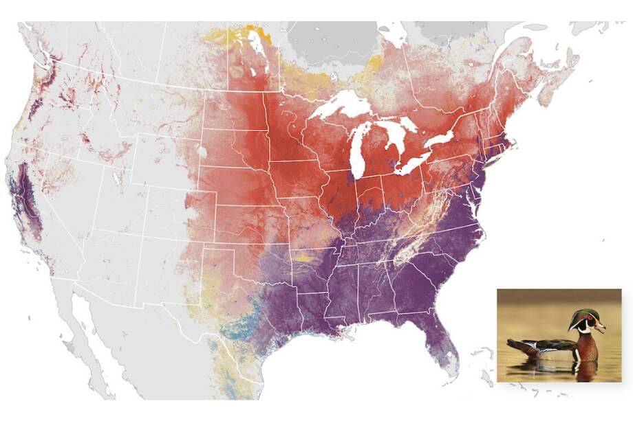 Rutas y tendencias para el pato joyuyo, también conocido como pato de la Florida, generados con datos de eBird. / Ryan Schain. Macaulay Library