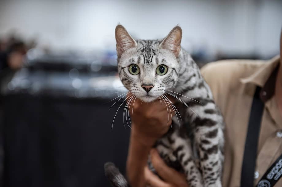 Expopet 2026 se realiza del 13 al 17 de agosto en Corferias, Bogotá, con actividades dedicadas al bienestar de los animales de compañía.