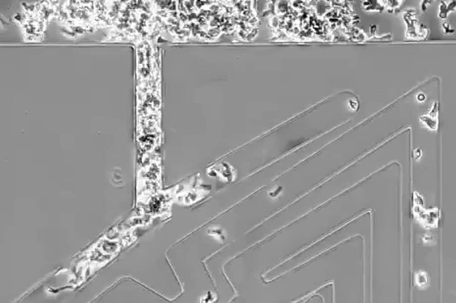 Uno de los micro laberintos que usaron los investigadores británicos para estudiar el movimiento de células y microorganismos.