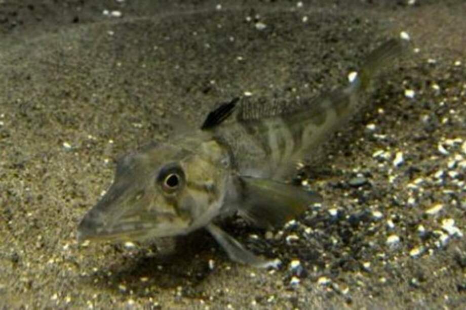 Acuario de Tokio presenta un pez con sangre transparente único en el mundo