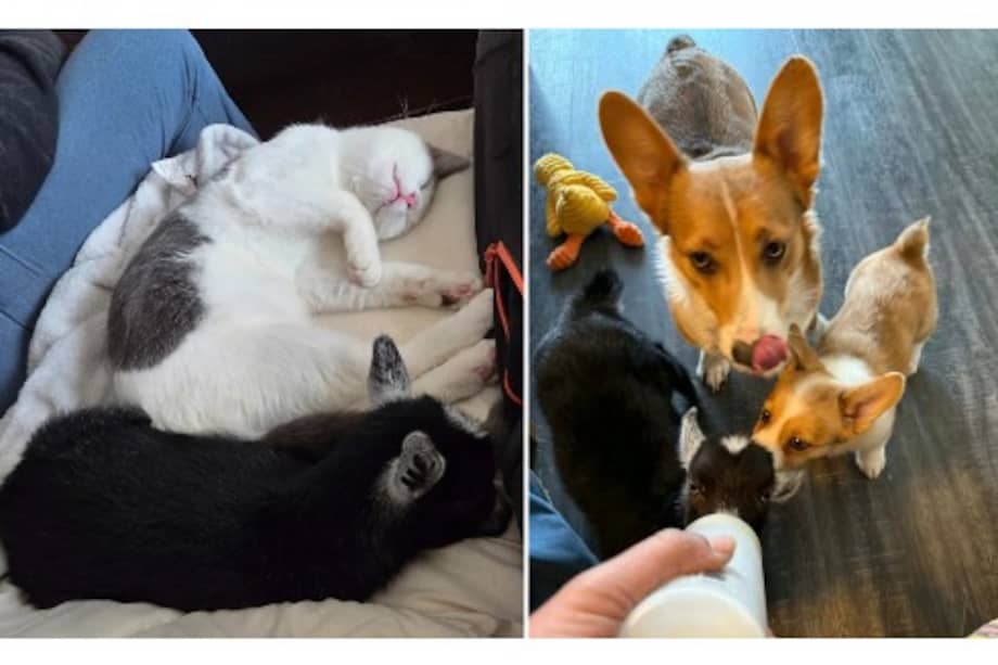 La rutina diaria alterna entre momentos de juego intenso y siestas, tanto dentro como fuera de la casa.