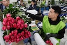 San Valentín: este año aumentó la exportación de flores colombianas a EE. UU.