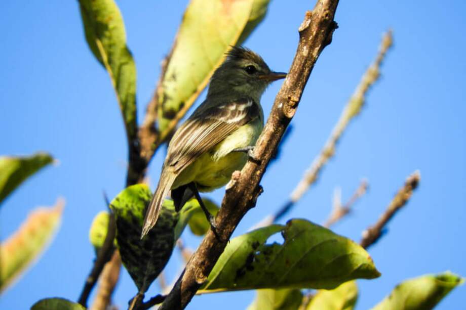 Cortesía Procolombia