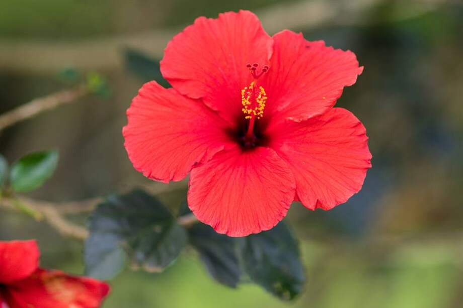 El hibisco (Hibiscus spp.), conocido por sus exuberantes flores y su capacidad de embellecer cualquier jardín, es una planta que trasciende su valor ornamental.