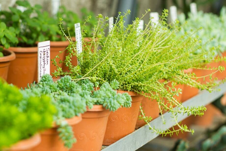 ¿Te animas a tener una huerta en casa?