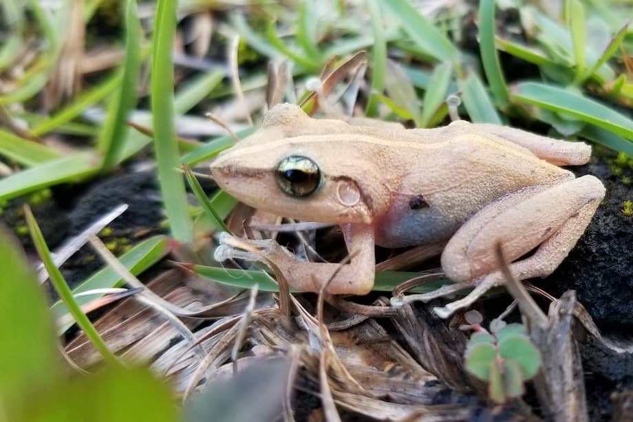 Las ranas coquí son nativas de las Antillas Menores.
