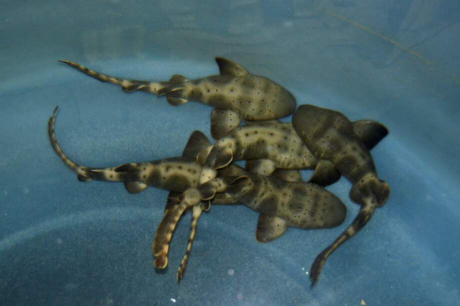 Museo del Mar / Museo del Mar