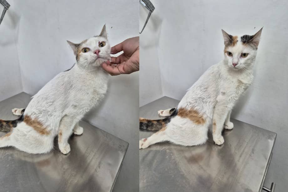 Múú fue trasladada de urgencia a una veterinaria, donde los especialistas realizaron varios exámenes para determinar la gravedad de sus lesiones.