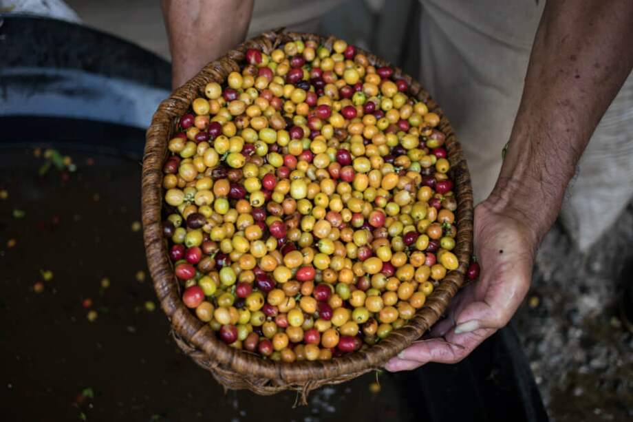 La cotización del café en la Bolsa de Nueva York lleva cerca de dos meses por debajo del dólar por libra. / Bloomberg.