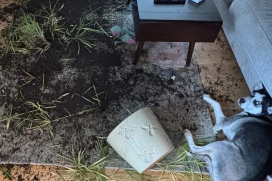 El dueño reconoció que la husky puede ser “un poco destructiva”, motivo por el cual suele mantenerla en una jaula cuando sale de casa.