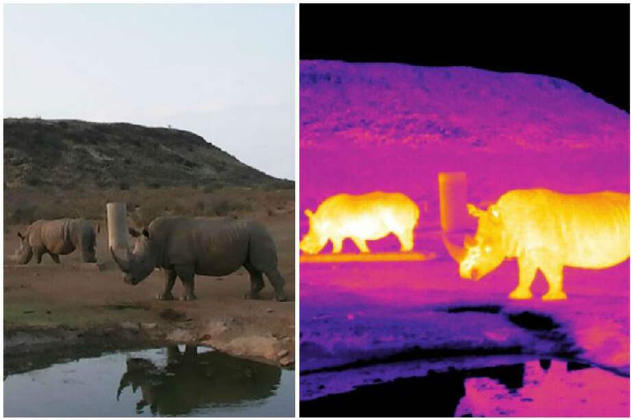 Imagen infrarroja de rinocerontes en Sudáfrica. / Endangered Wildlife Trust/LJMU