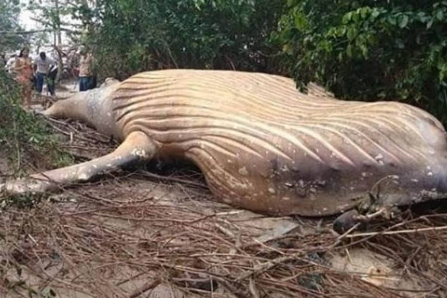 Este ejemplar, que pesó diez toneladas y midió once metros de largo, fue encontrado en la localidad de Soure, en la isla de Marajó (en la desembocadura del río Amazonas).
/ Captura de pantalla de Youtube