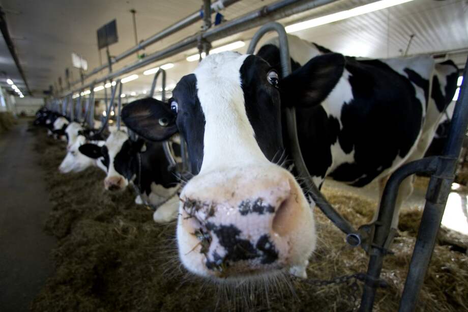 Hay 136 animales afectados en Yacopi, en ocho predios de la región. / Bloomberg.